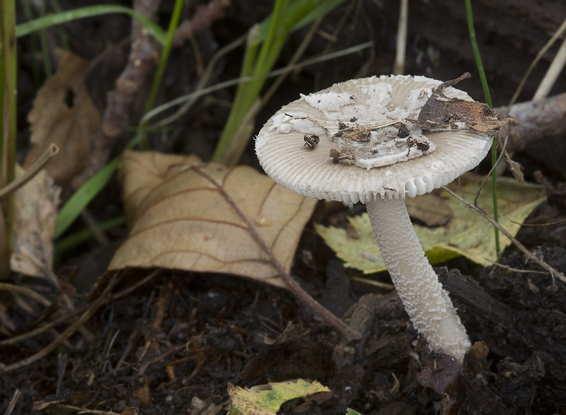 Amanita friabilis